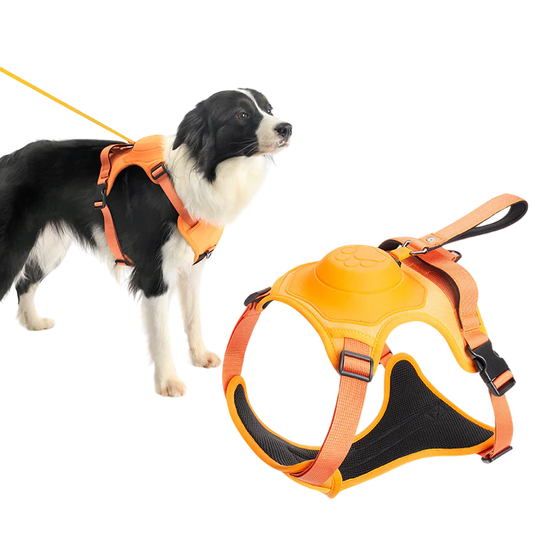 Comfywalk Harness and Leash